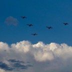 119C577B-A640-49DE-A9F5-AD118D42F31C_1_105_c.jpeg